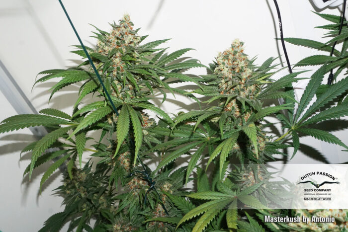 Master Kush