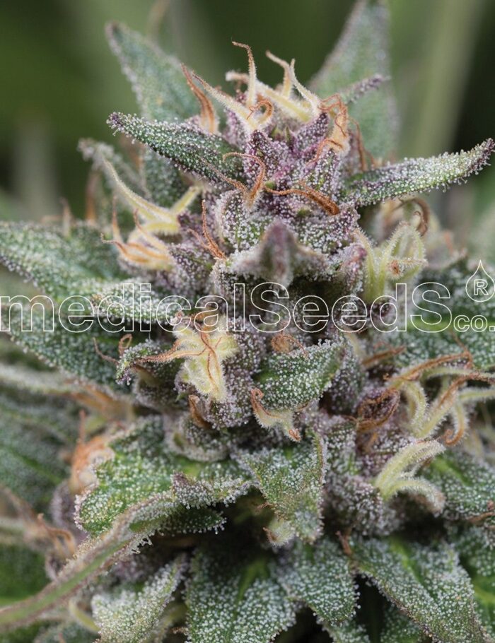 Bluehell Auto