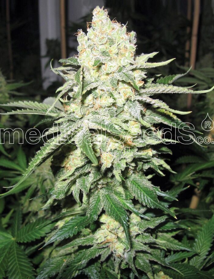 No Name Auto