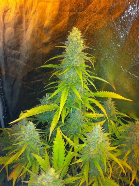 Mexican Haze