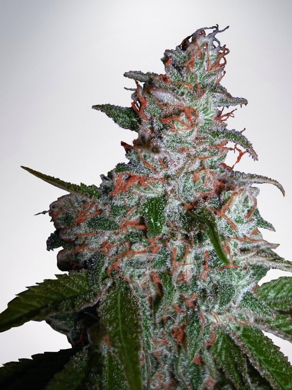 Northern Lights