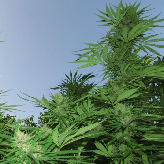 Outdoor Grapefruit