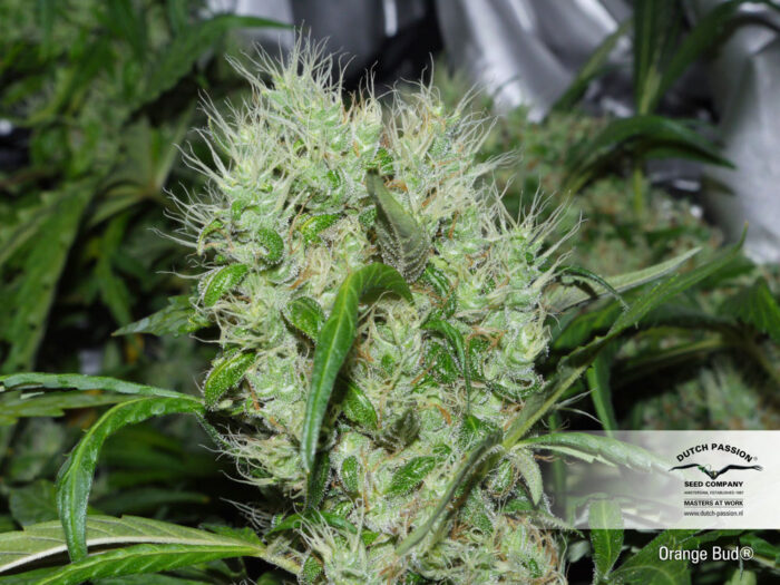 Orange Bud