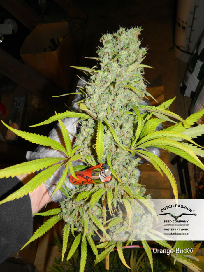 Orange Bud