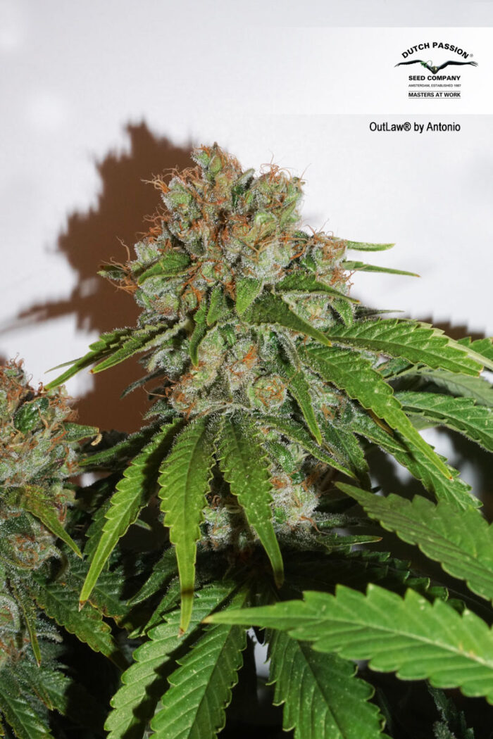 Outlaw Amnesia®