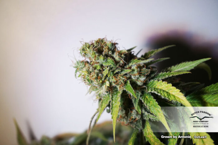Outlaw Amnesia®