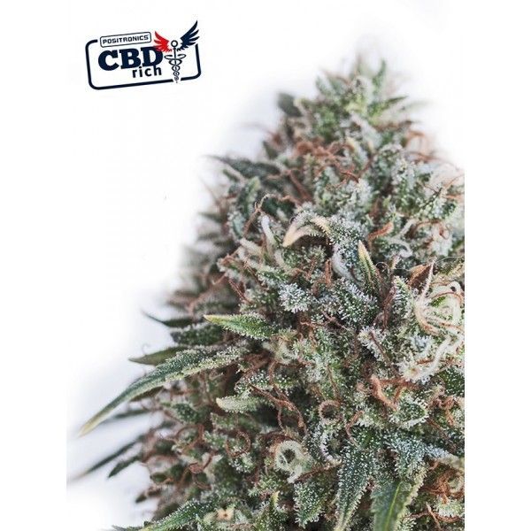 CBD + Critical #47