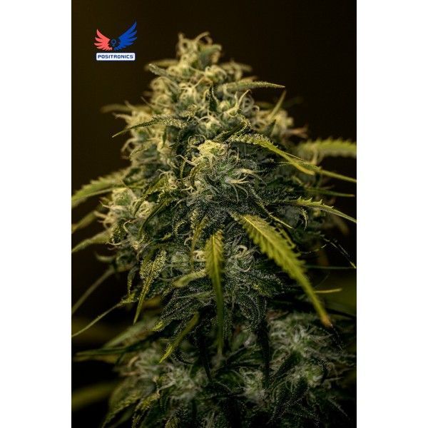 CBD + Jack Diesel