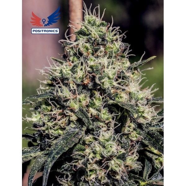 Lemon Trip