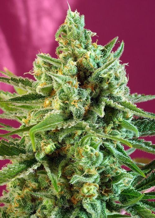 S.A.D. Sweet Afgani Delicious CBD