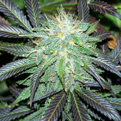 Black Budha