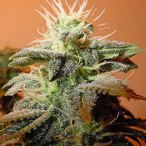 Boulder Bubblegum