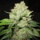 Cal-train Wreck