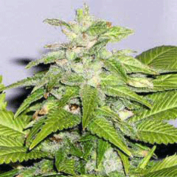 Early Bird Skunk