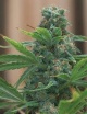Hawaiian Punch