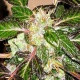 Indica XXL