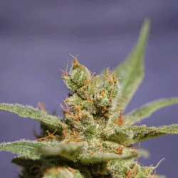 Rhode Island Skunk