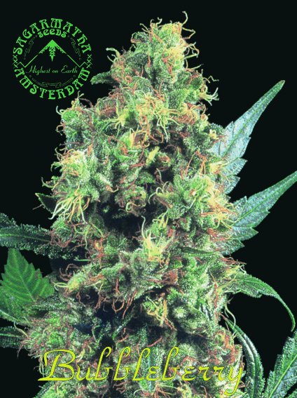 BubbleBerry