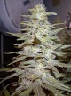 Wonderberry