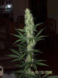 Afghani #1 Auto