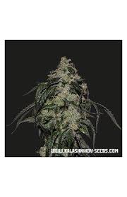 Soyuz OG Express