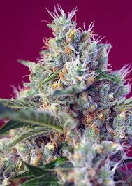 Indigo Berry Kush