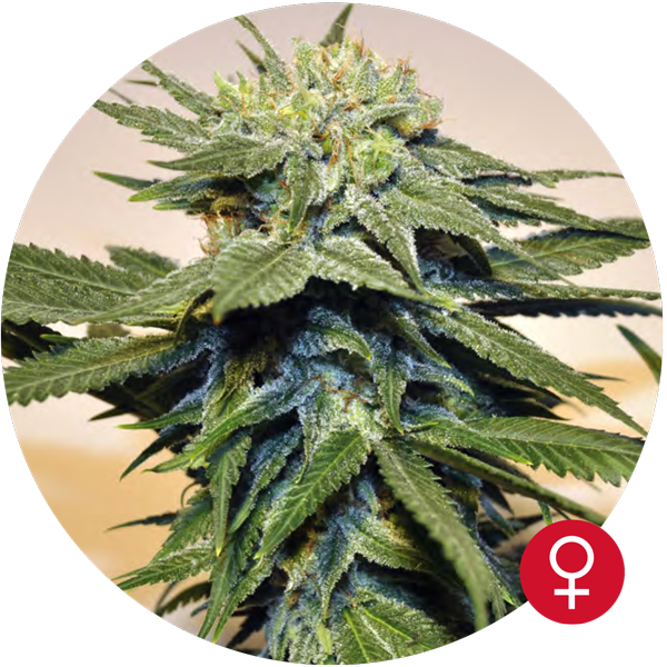 Bubblegum Kush