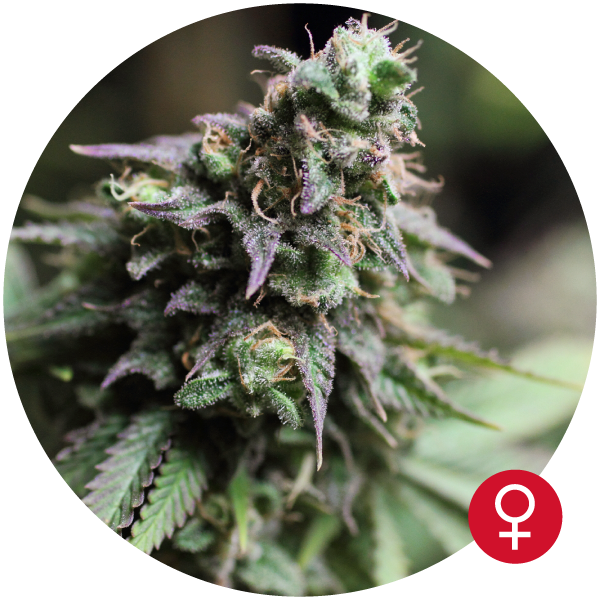Blue Dream