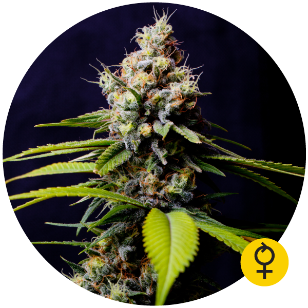 Blueberry 420 Auto