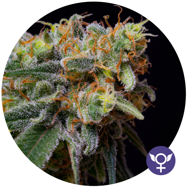 Caramelicious