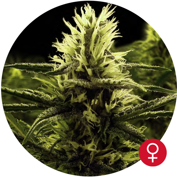 Citral Skunk