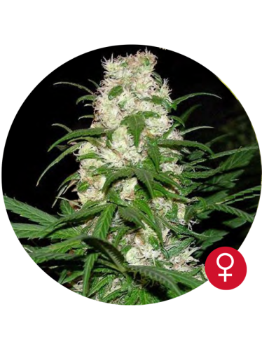 Energy Haze