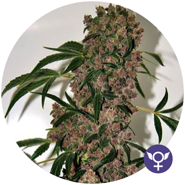 Girl Scout Cookies Xtrm