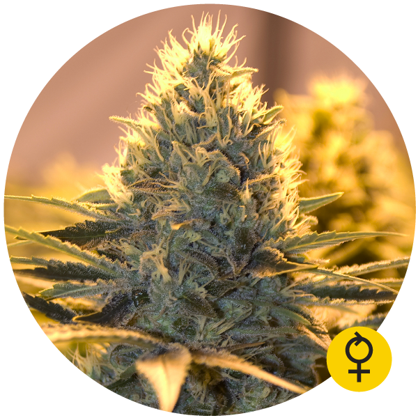 Jack Herer Auto