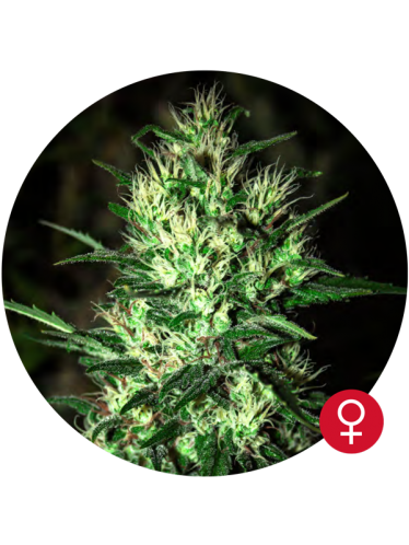 Jack Herer