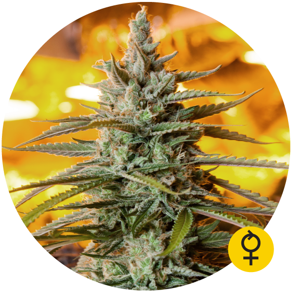 Northern Light Auto