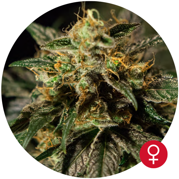 O.Z. Kush