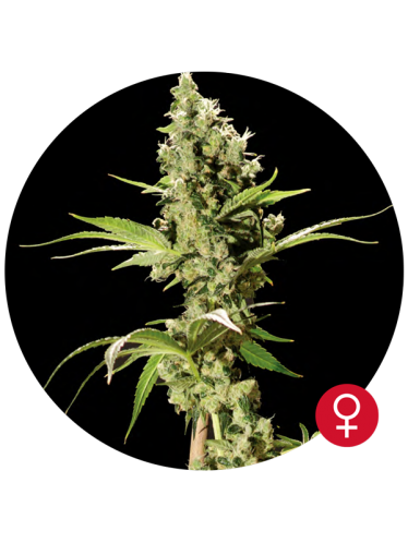Sour Diesel