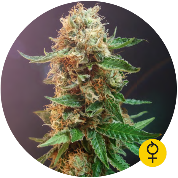 Bulldog Haze Auto