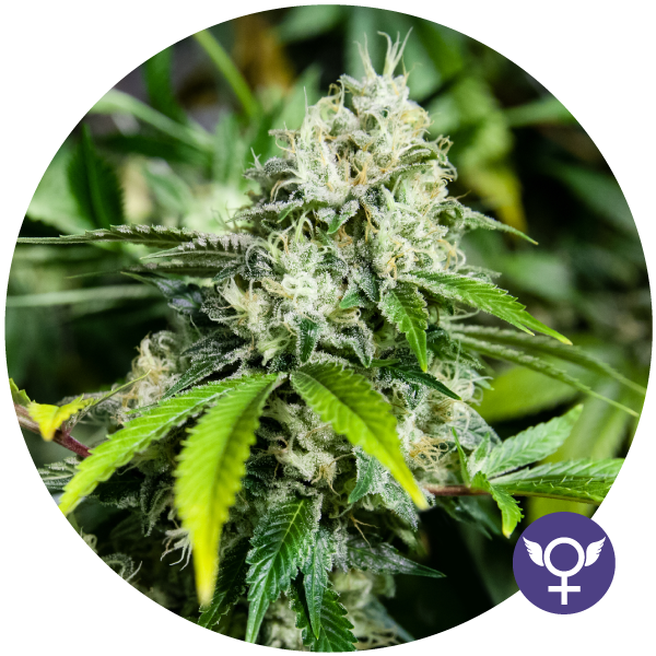 White Widow Xtrm