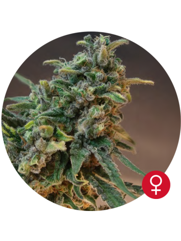 White Widow