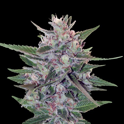 Hashplant S1