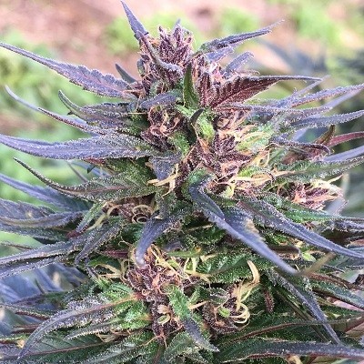 Honduras Breeze