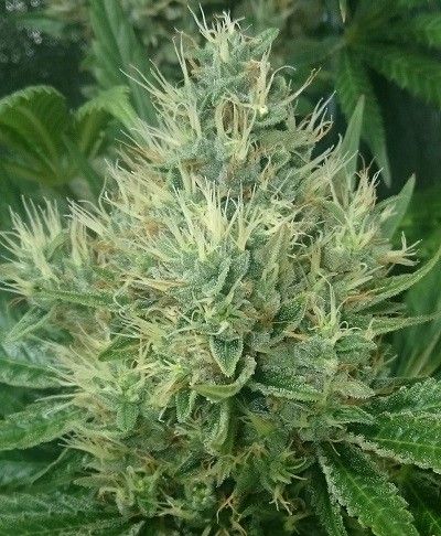 Panama x Bangi Haze