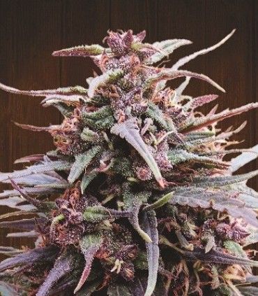 Purple Haze x Malawi
