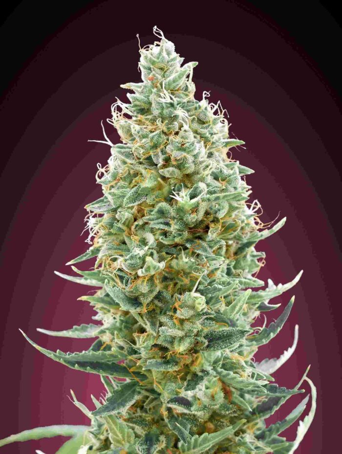 Amnesia Fast