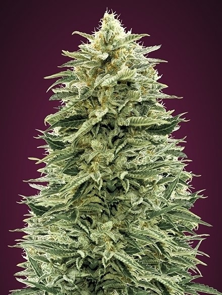 Auto Amnesia