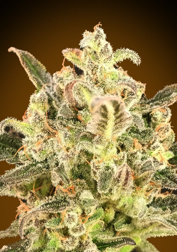 Auto Biodiesel Mass XXL