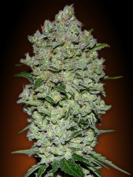 Auto Bio Diesel Mass