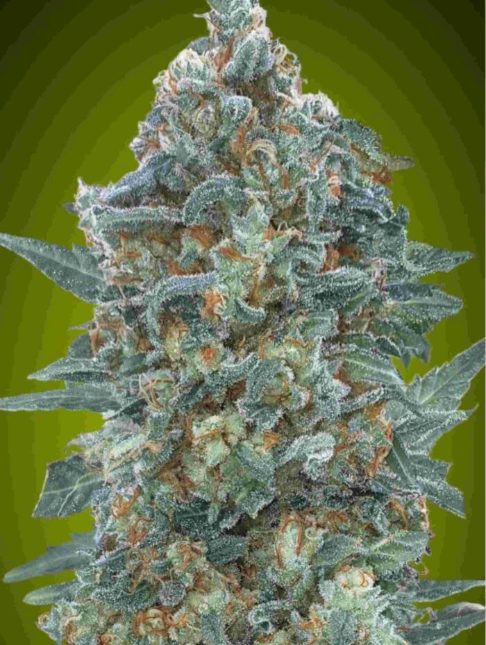 Auto Critical Lemon CBD